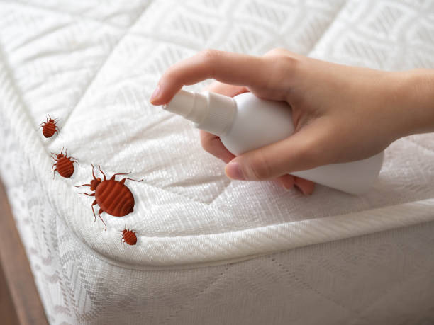 Best Affordable Pest Control Services  in Springfield, CO