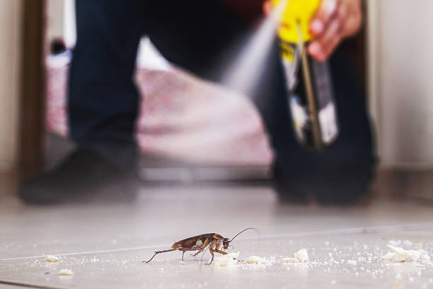 Best Pest Control Treatment  in Springfield, CO